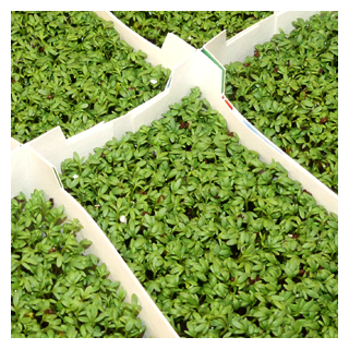 Kresse im Schälchen 250g Deutschland