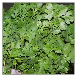 Koriander Frankreich