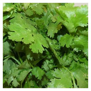 Koriander Deutschland