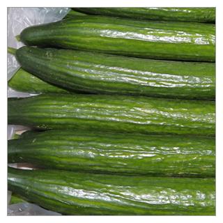 Schlangengurke Spanien