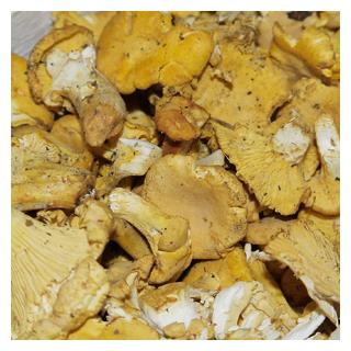 Pfifferlinge Wildsammlung