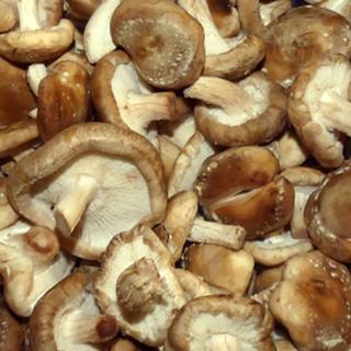Shiitake Pilze
