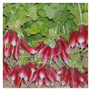 Radieschen länglich Frankreich