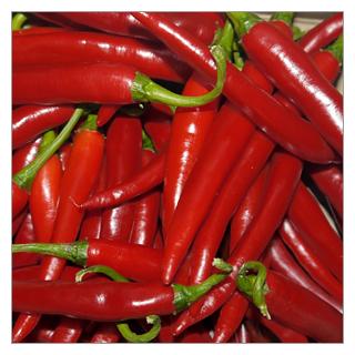 Peperoni rot Spanien