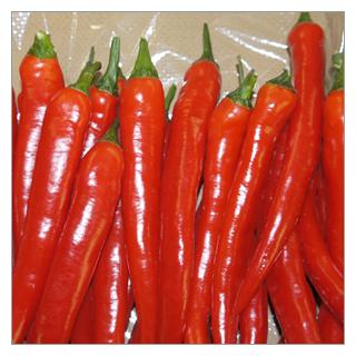 Peperoni rot -scharf- Griechenland