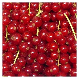 Johannisbeere rot ca.250g [kg-Preis]