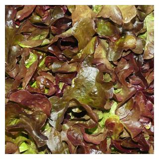 Eichblattsalat rot