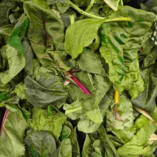 Baby Leaf Pflücksalat