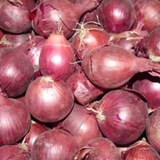 Zwiebeln rot