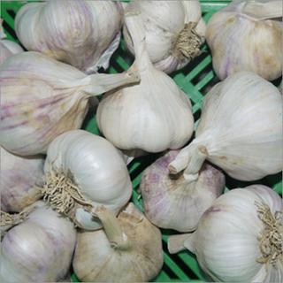 Knoblauch