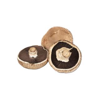 Portobello Champignon