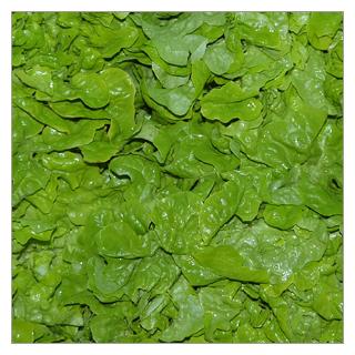 Eichblattsalat grün