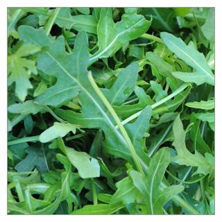Rucola lose