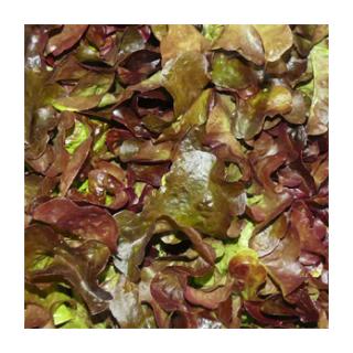 Eichblattsalat rot
