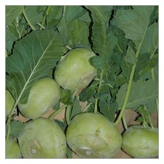 Kohlrabi