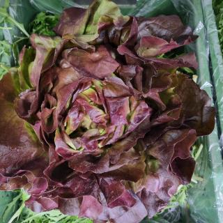 Kopfsalat rot