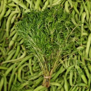 Bohnenkraut