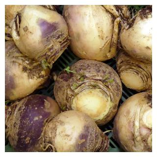 Kohlrübe / Steckrübe