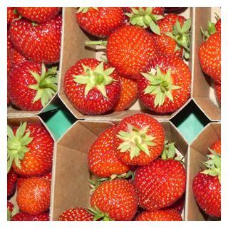 Erdbeeren - die ersten regionalen!