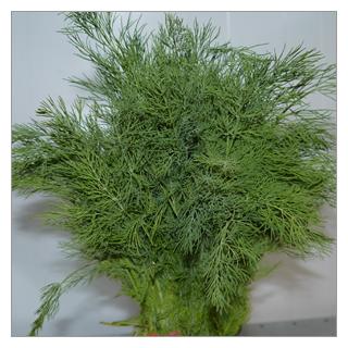 Dill