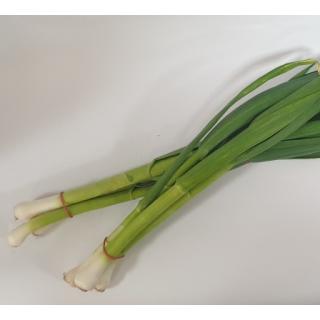 Knoblauch jung - Bund