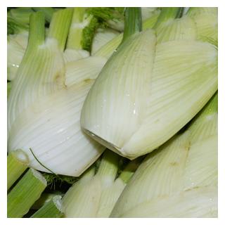 Fenchel