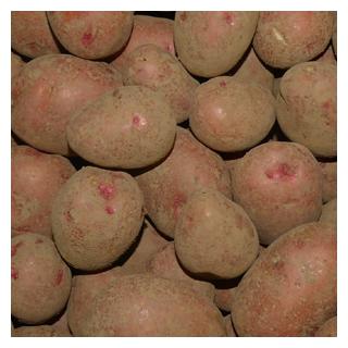 Kartoffel Laura vfk