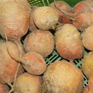 Gelbe Bete samenfest