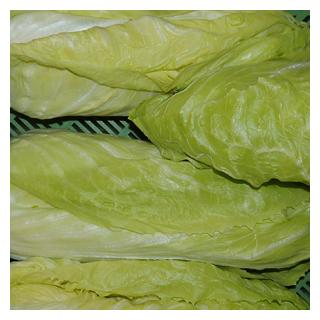 Zuckerhut Salat [kg-Preis]