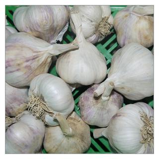 Knoblauch Spanien