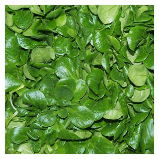 Feldsalat Deutschland