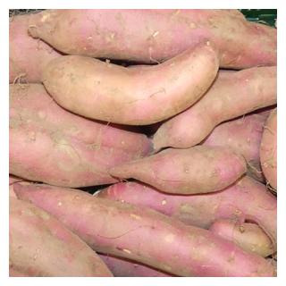 Batate Süßkartoffel Deutschland