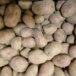 Kartoffel Baltische Rose vfk