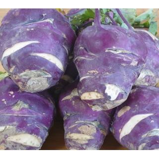 Kohlrabi violett