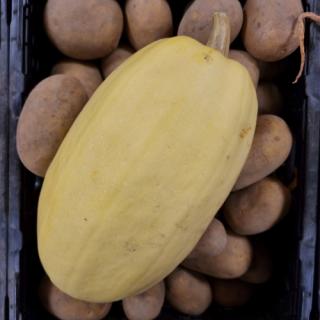 Kürbiszeit - Spaghettikürbis