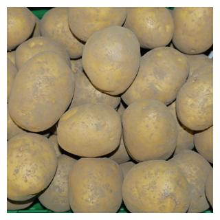 Kartoffel Simonetta fk