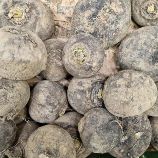 Rettich schwarz - Winterrettich