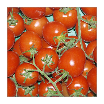 Tomaten - Strauchtomate Spanien