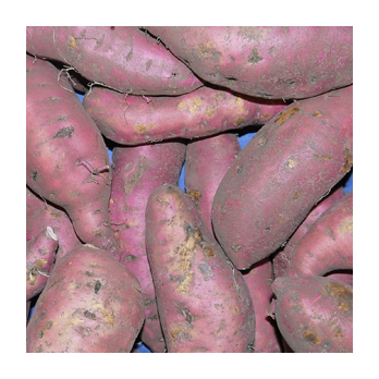 Batate Süßkartoffel Deutschland