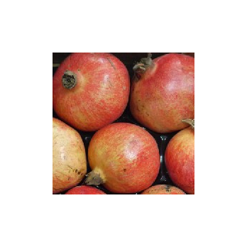 Granatapfel Wonderful Spanien