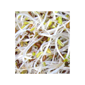 Alfalfa- Sprossen Deutschland