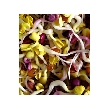 Scharfe Rettich Mischung Sprossen Deutschland