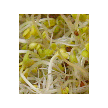 Brokkoli- Sprossen Deutschland