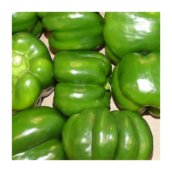 Paprika grün Spanien