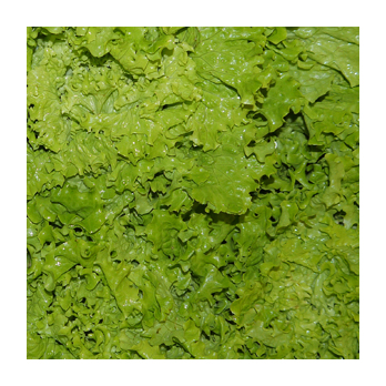 Bataviasalat grün Frankreich