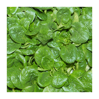 Feldsalat Frankreich