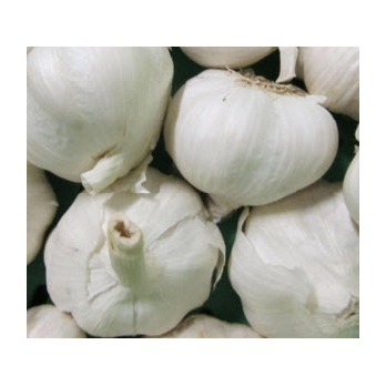 Knoblauch weiß Spanien