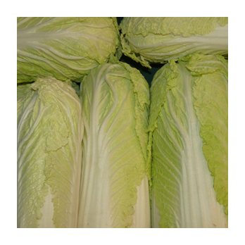 Chinakohl [kg-Preis]