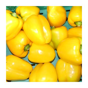 Paprika gelb Deutschland