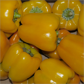 Paprika gelb Spanien